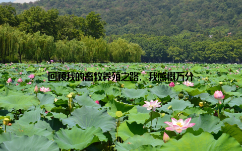 回顾我的畜牧养殖之路, 我感慨万分