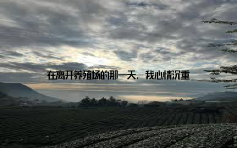 在离开养殖场的那一天, 我心情沉重