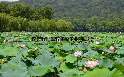 这是我们畜牧防疫企业的口号